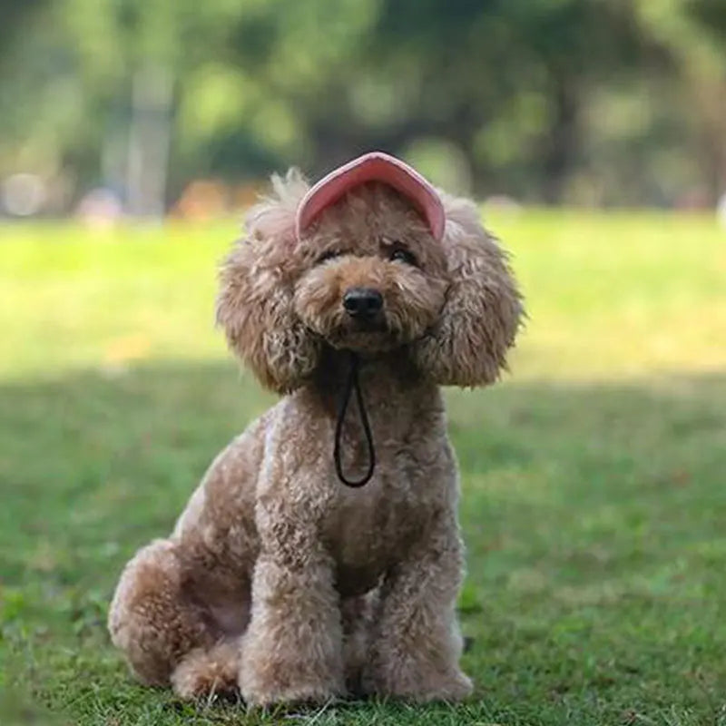 Dog Cap