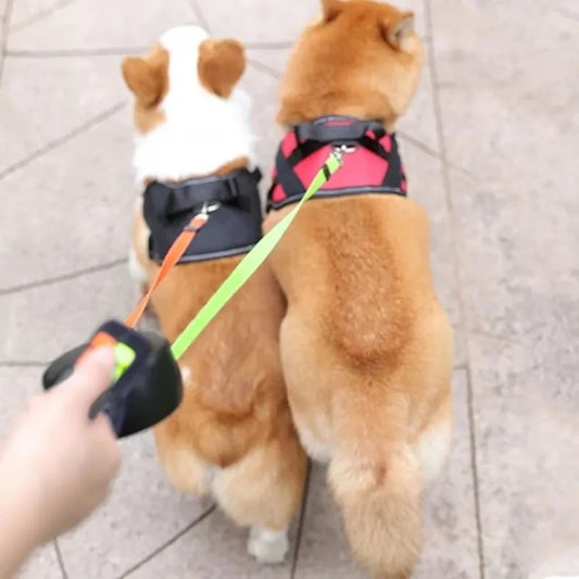 two-dog leash